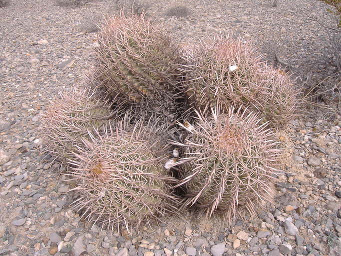 Echinocactus polycephalus Echinocactus polycephalus