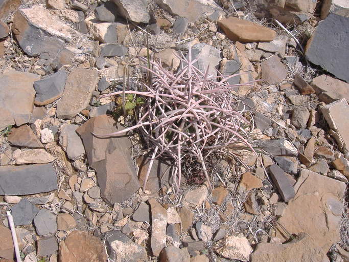 Echinocactus polycephalus Echinocactus polycephalus