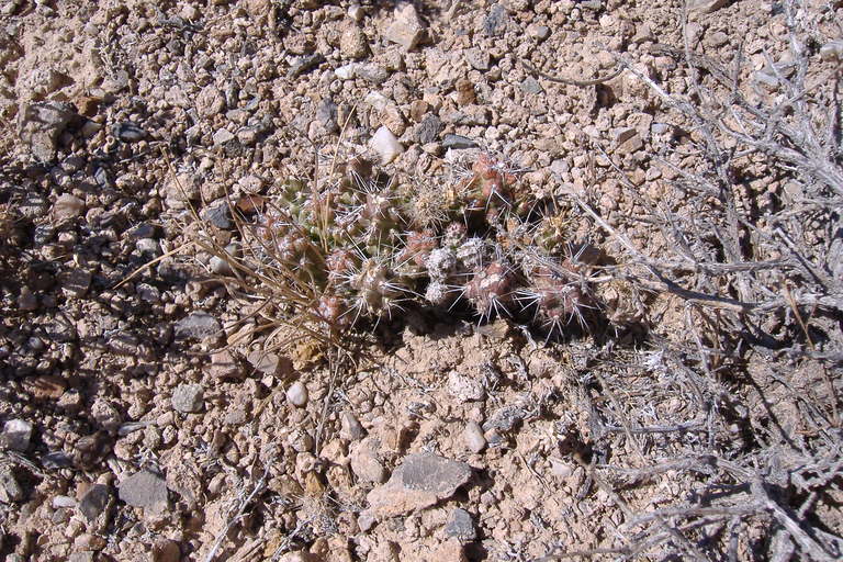 Grusonia pulchella Grusonia pulchella