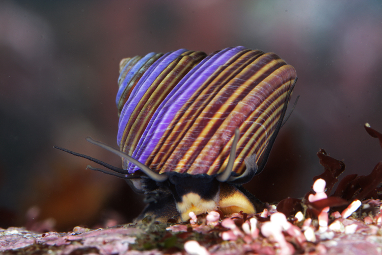 Calliostoma ligatum Calliostoma ligatum