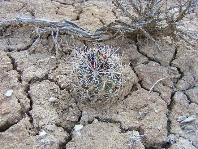 Pediocactus sileri Pediocactus sileri
