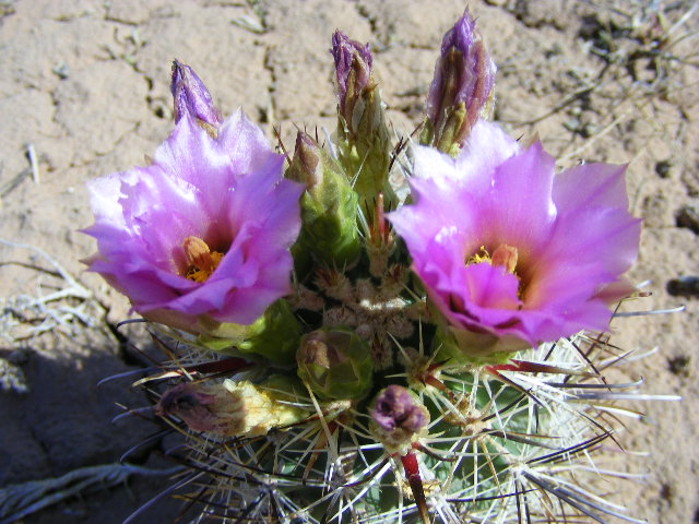 Sclerocactus parviflorus ssp. intermedius Sclerocactus parviflorus ssp. intermedius