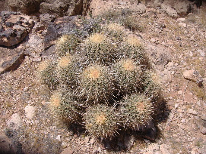 Echinocactus polycephalus var. xeranthemoides