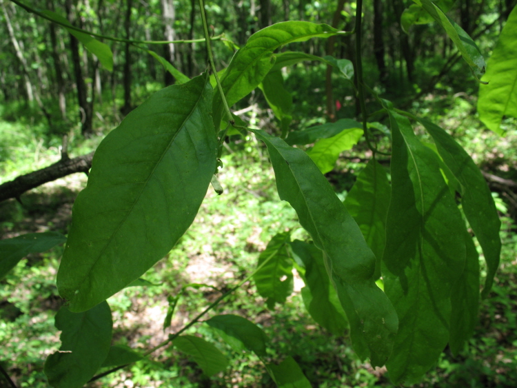 Quercus imbricaria