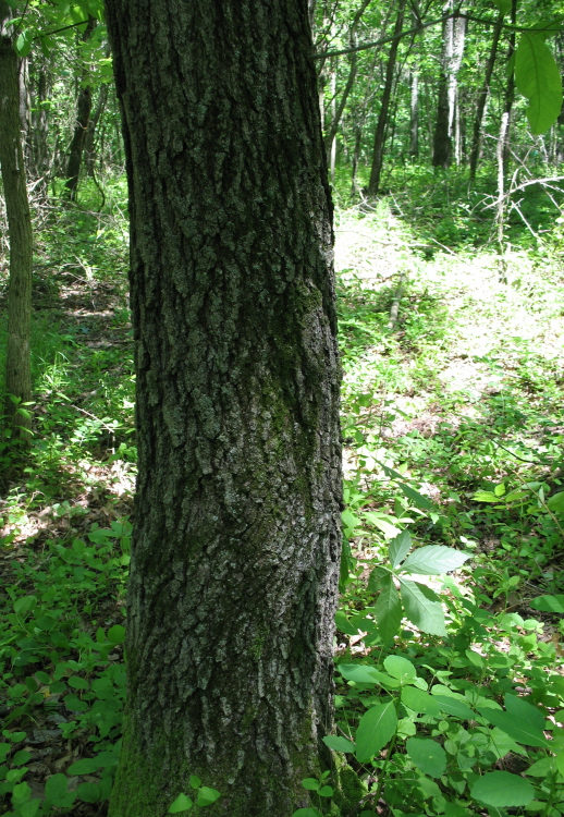 Quercus imbricaria Quercus imbricaria