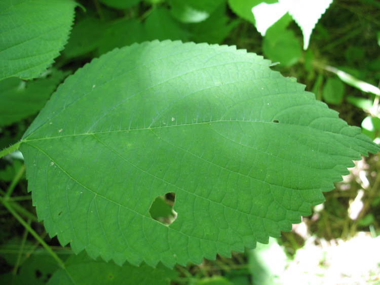 Laportea canadensis