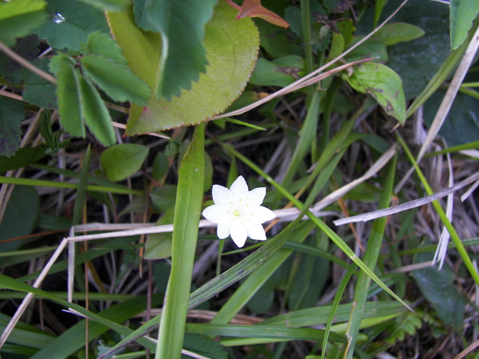 Lysimachia europaea Lysimachia europaea