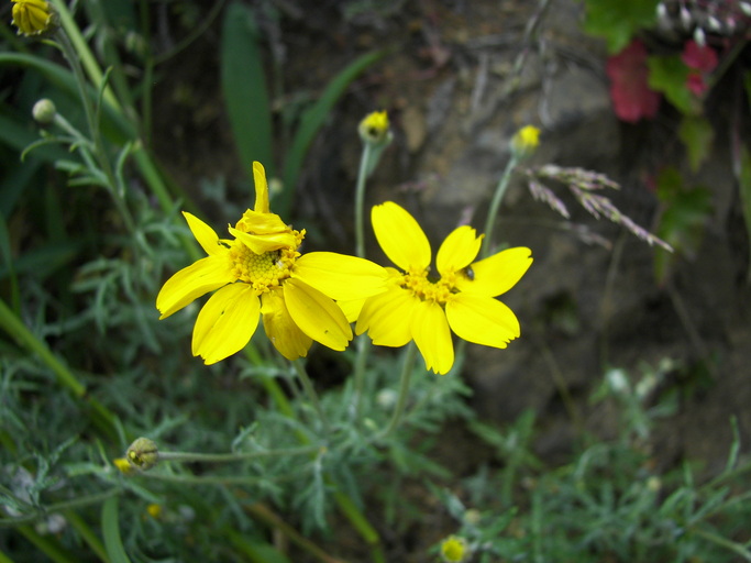 Eriophyllum lanatum Eriophyllum lanatum