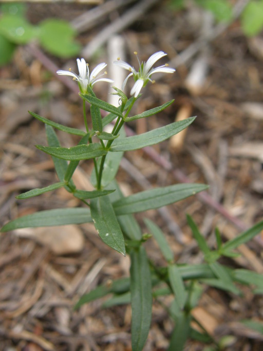 Hartmaniella sierrae Hartmaniella sierrae