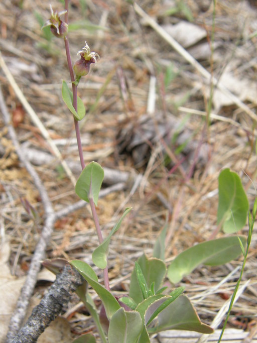 Streptanthus longisiliquus