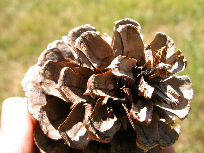 Pinus ponderosa var. washoensis