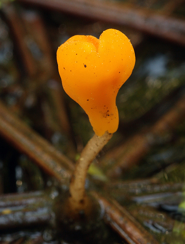 Mitrula elegans Mitrula elegans