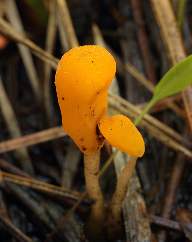Mitrula elegans Mitrula elegans