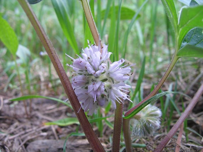 Hydrophyllum capitatum var. capitatum Hydrophyllum capitatum var. capitatum