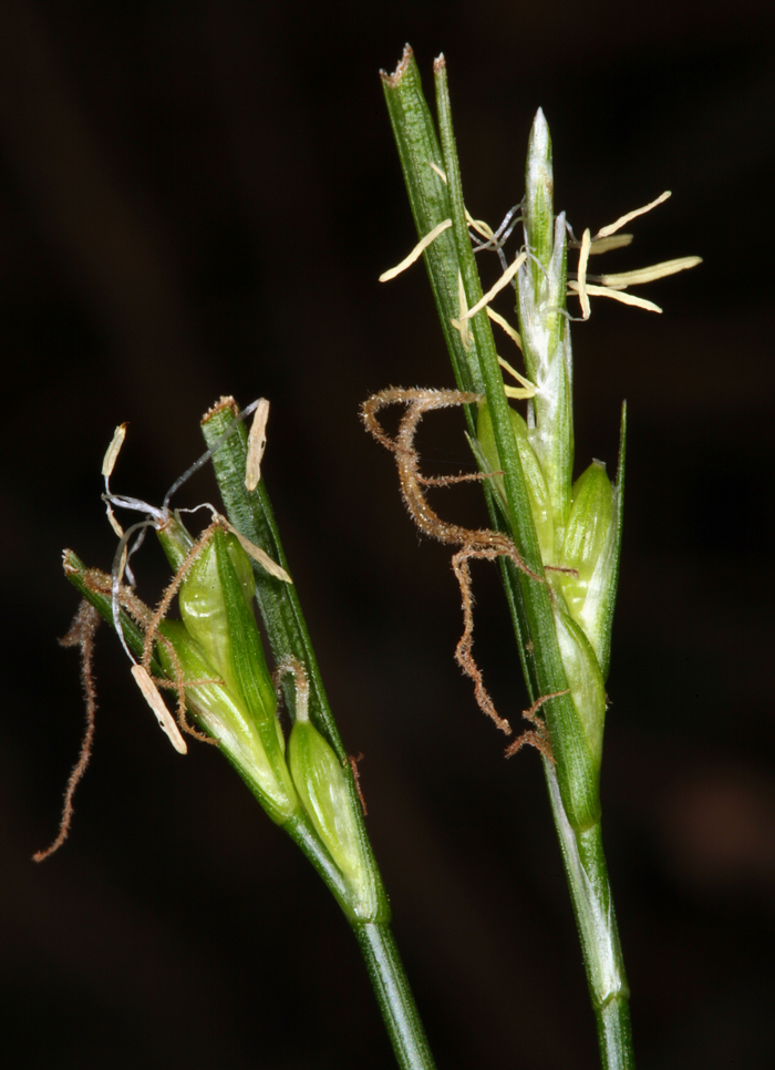 Carex multicaulis