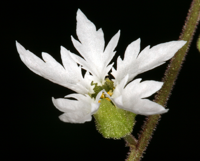 Lithophragma campanulatum