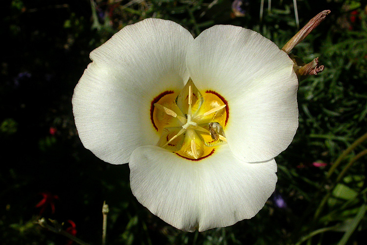 Calochortus nuttallii Calochortus nuttallii