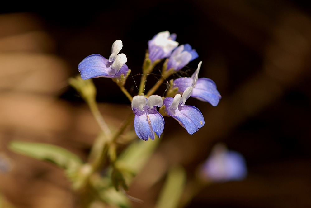 Collinsia torreyi