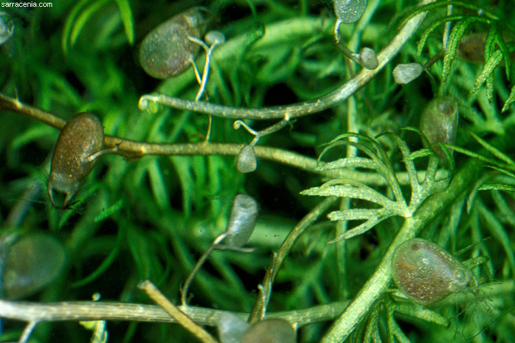 Utricularia ochroleuca