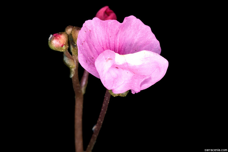 Utricularia purpurea