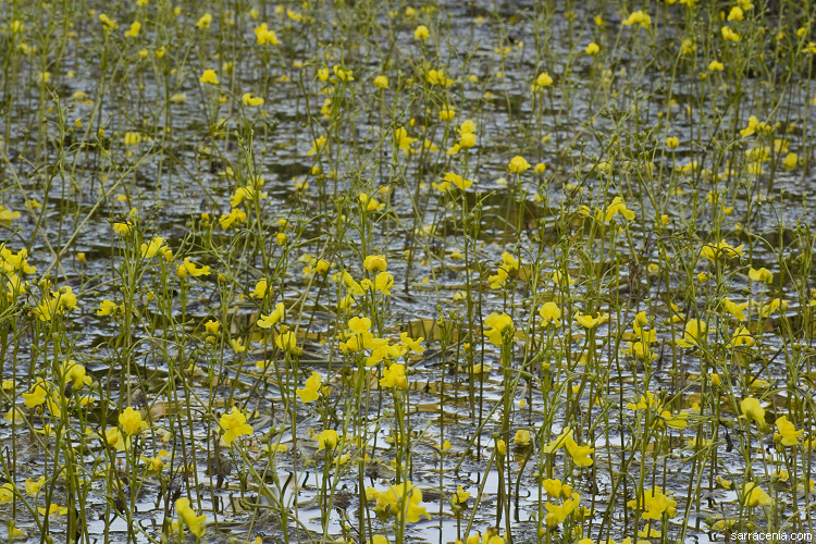 Utricularia inflata