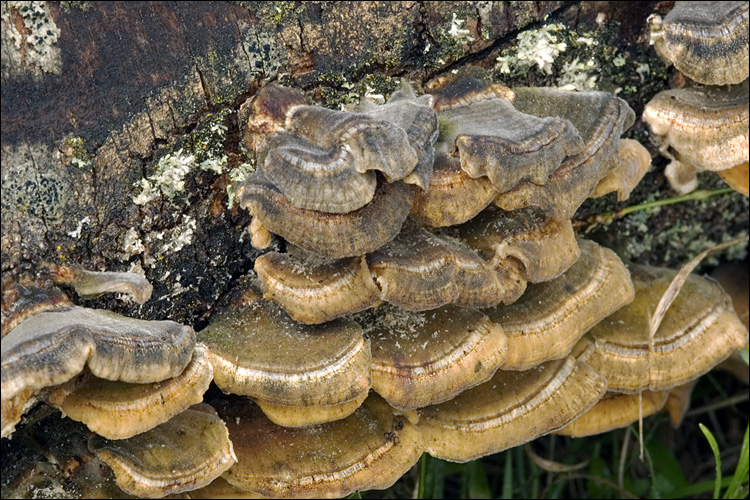 Cerrena unicolor