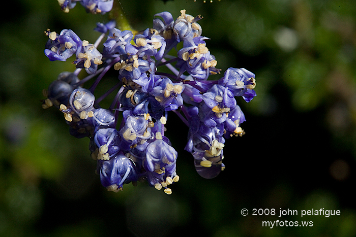 Ceanothus foliosus