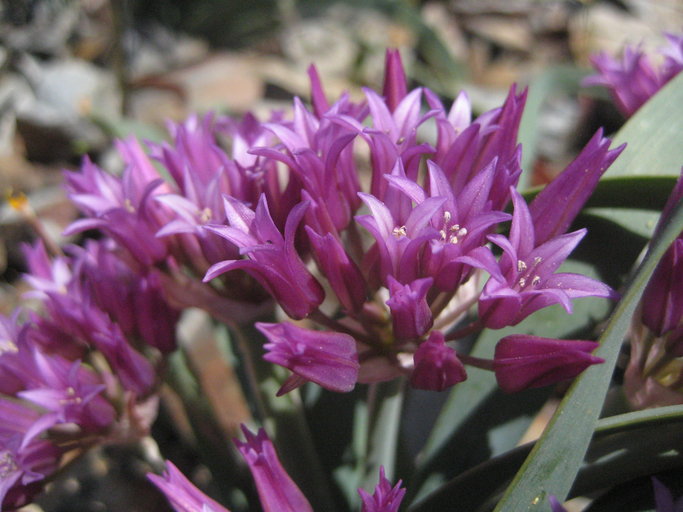 Allium falcifolium