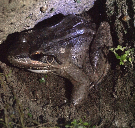 Leptodactylus bolivianus Leptodactylus bolivianus
