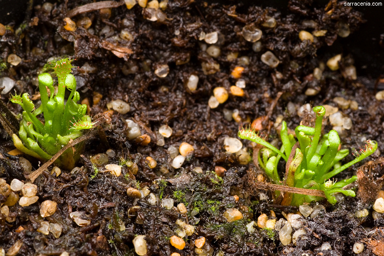 Drosera intermedia