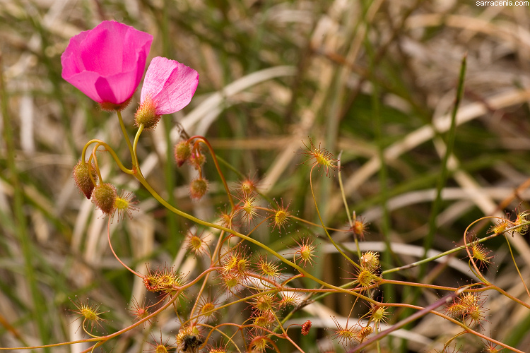 Drosera menziesii ssp. menziesii