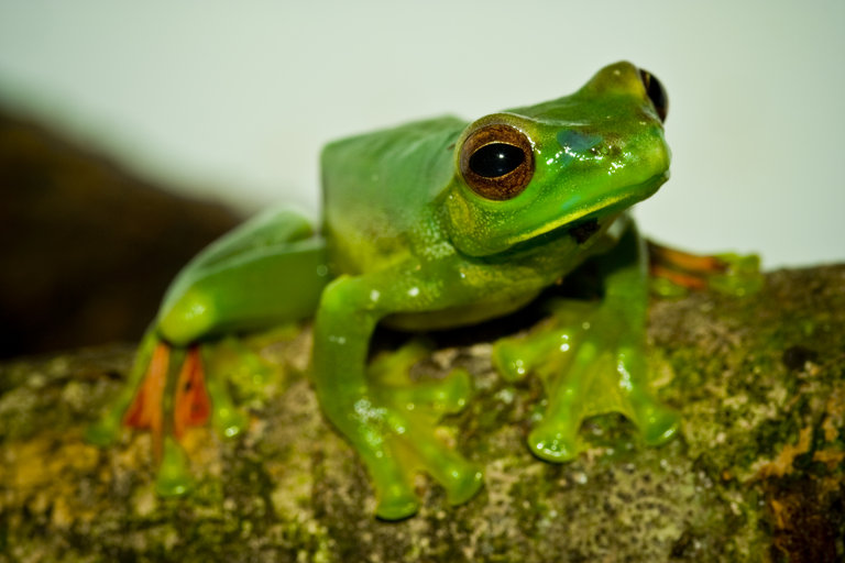 Zhangixalus prominanus