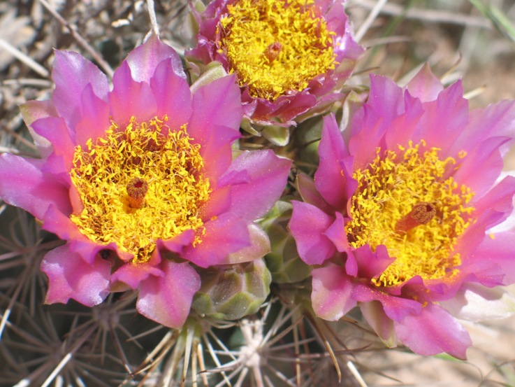 Sclerocactus parviflorus ssp. parviflorus Sclerocactus parviflorus ssp. parviflorus