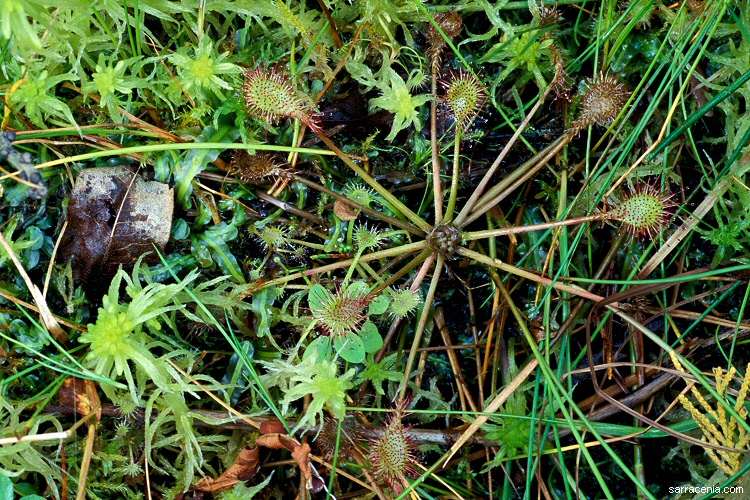 Drosera intermedia