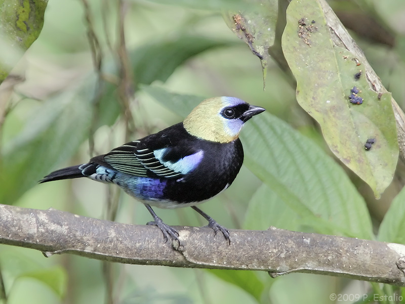 Stilpnia larvata