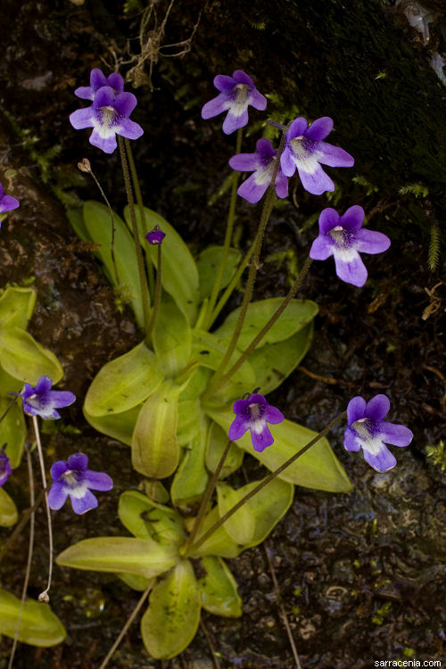 Pinguicula macroceras