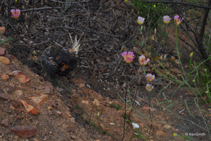 Calochortus plummerae Calochortus plummerae