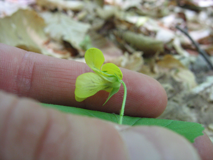 Viola pubescens