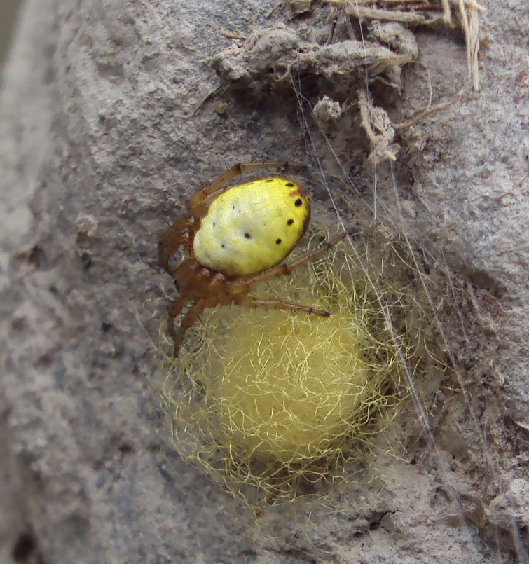 Araniella displicata Araniella displicata
