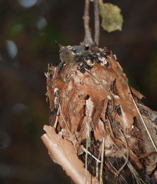 Cynanthus latirostris Cynanthus latirostris