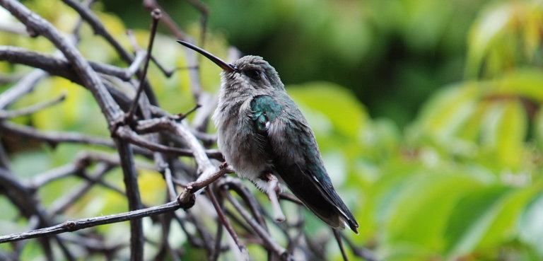 Cynanthus latirostris Cynanthus latirostris
