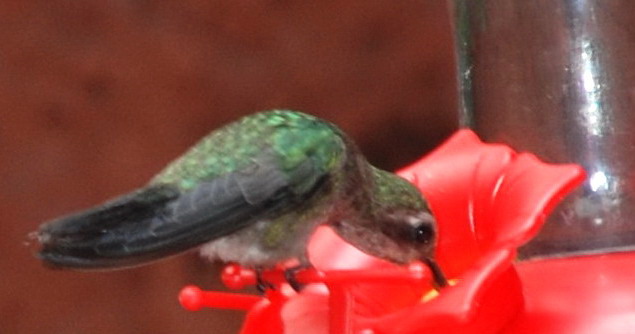 Cynanthus latirostris Cynanthus latirostris