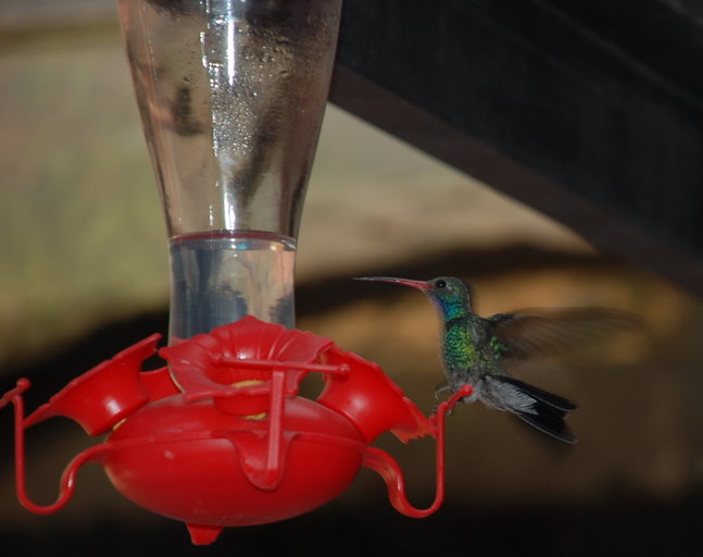Cynanthus latirostris Cynanthus latirostris