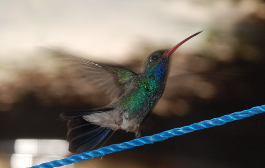 Cynanthus latirostris Cynanthus latirostris