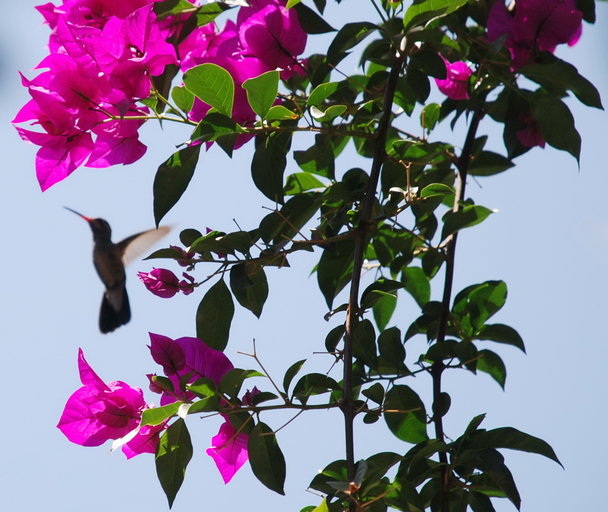 Cynanthus latirostris Cynanthus latirostris