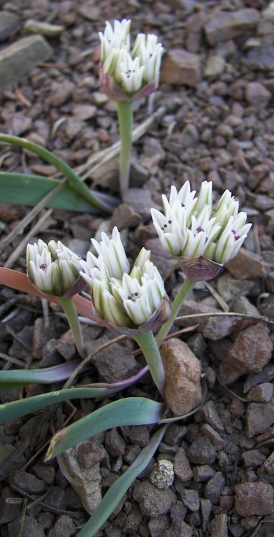 Allium crenulatum