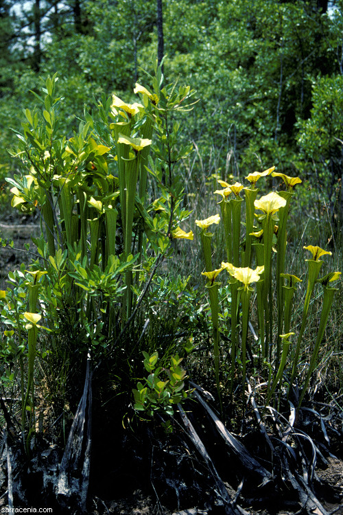 Sarracenia flava