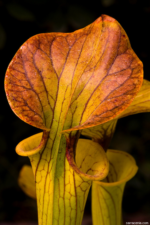 Sarracenia flava var. cuprea