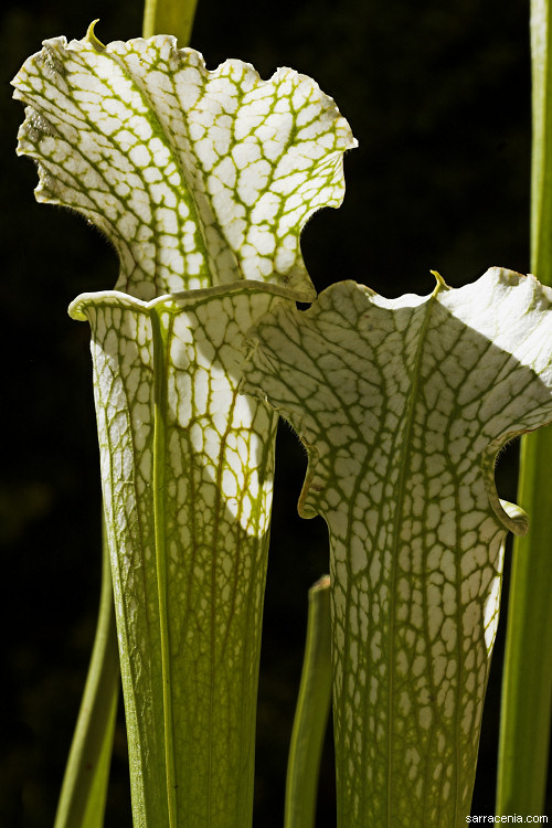 Sarracenia leucophylla
