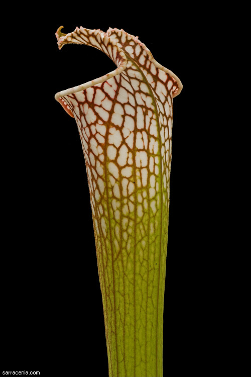 Sarracenia leucophylla